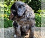 Small #9 Aussiedoodle Miniature 
