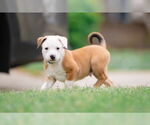 Small #3 Australian Shepherd Mix