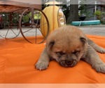 Small Shiba Inu