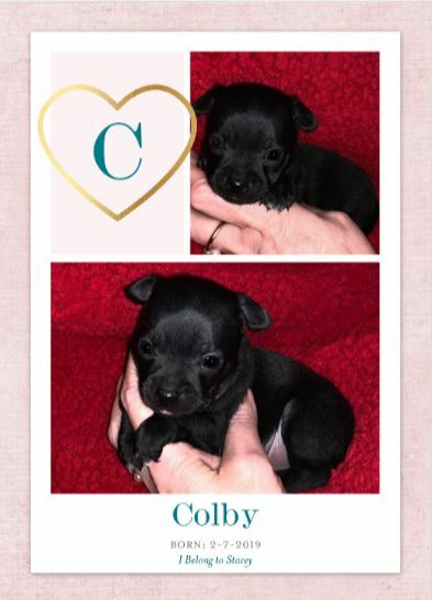 Medium Photo #4 Chihuahua Puppy For Sale in HENDERSON, NC, USA
