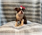 Small Photo #8 Boston Terrier Puppy For Sale in LAKELAND, FL, USA