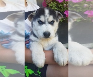 Siberian Husky Puppy for sale in KELSO, WA, USA