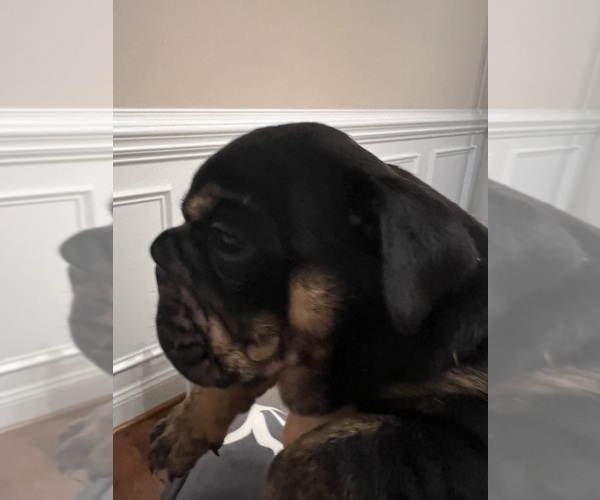 Medium Photo #7 English Bulldog Puppy For Sale in FAYETTEVILLE, NC, USA
