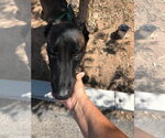Small #1 Mutt