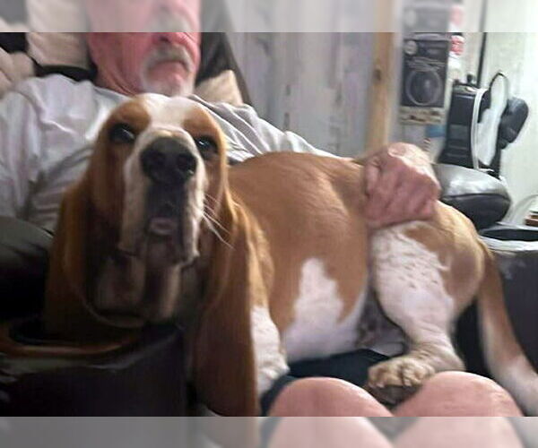 Medium Photo #1 Basset Hound Puppy For Sale in Deepwater, NJ, USA