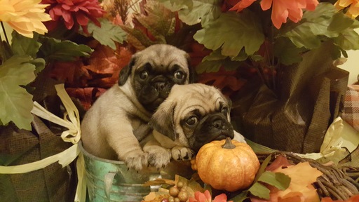 Medium Photo #1 Pug Puppy For Sale in CLEBURNE, TX, USA
