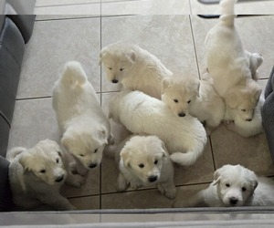 Pyredoodle Litter for sale in KISSIMMEE, FL, USA