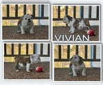 Small Photo #1 English Bulldog Puppy For Sale in COLUMBIA, TN, USA
