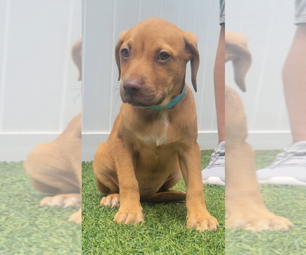 Medium Photo #5 Dachsador Puppy For Sale in Pompano Beach , FL, USA