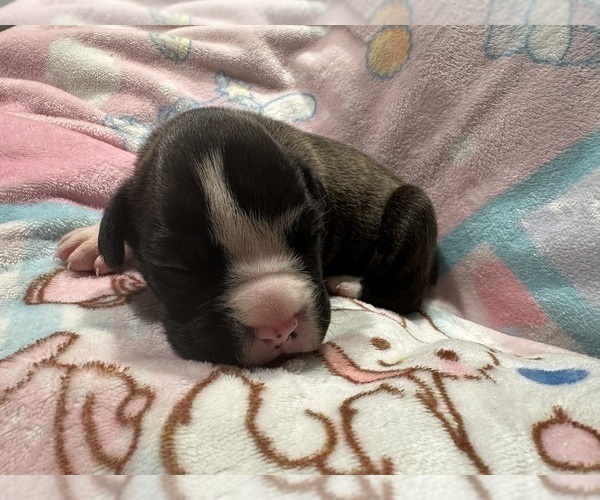 Medium Photo #5 Boxer Puppy For Sale in RALEIGH, NC, USA