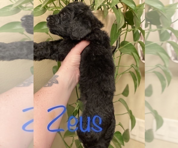 Medium Photo #3 Goldendoodle-Poodle (Standard) Mix Puppy For Sale in GRESHAM, OR, USA