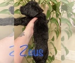 Small Photo #3 Goldendoodle-Poodle (Standard) Mix Puppy For Sale in GRESHAM, OR, USA