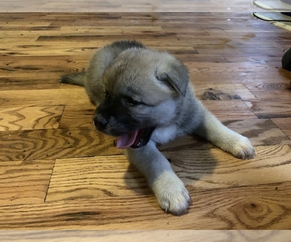 Medium Photo #2 Akita Puppy For Sale in UNION CITY, GA, USA
