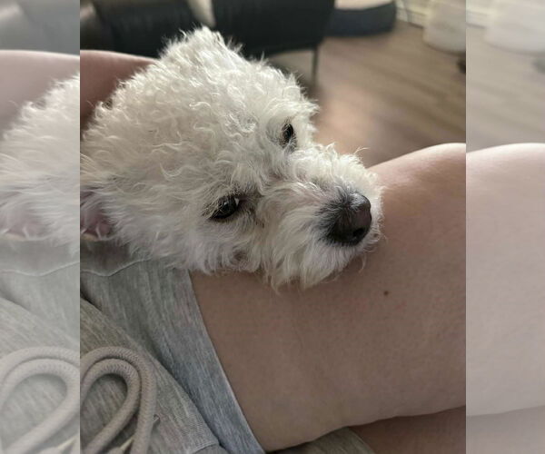 Medium Photo #1 Poodle (Miniature)-Unknown Mix Puppy For Sale in Escondido, CA, USA