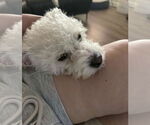 Small Poodle (Miniature) Mix
