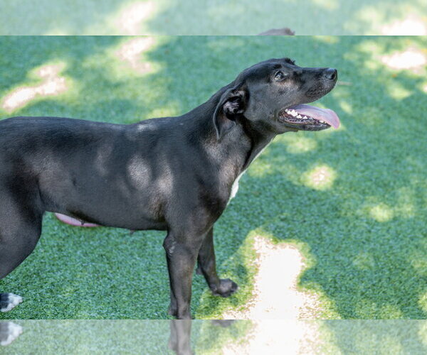 Medium Photo #5 Labrador Retriever-Unknown Mix Puppy For Sale in Hilton Head, SC, USA