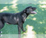 Small #4 Labrador Retriever Mix