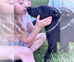 Small #6 Labrador Retriever Mix