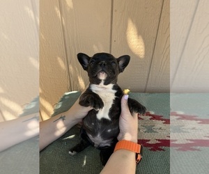 French Bulldog Puppy for sale in MADERA, CA, USA