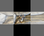 Small #3 Chihuahua