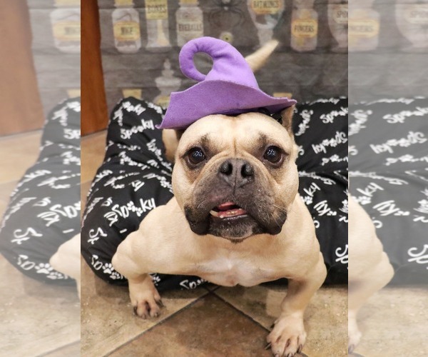 Medium Photo #1 Free-Lance Bulldog Puppy For Sale in Victorville, CA, USA