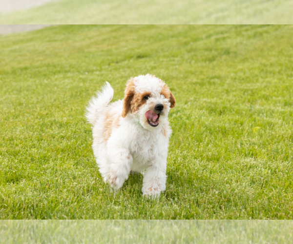 Medium Photo #4 Goldendoodle (Miniature) Puppy For Sale in WOLCOTTVILLE, IN, USA