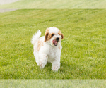 Small #3 Goldendoodle (Miniature)