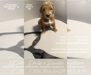 Medium Goldendoodle