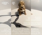 Puppy Rusty Blue Goldendoodle