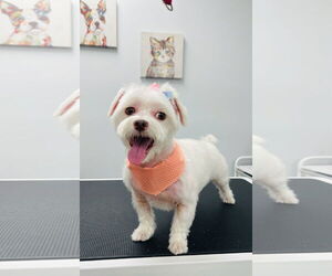 Maltipoo Dogs for adoption in Sanford, FL, USA