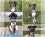 Small American Staffordshire Terrier Mix