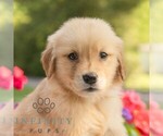 Small Golden Retriever