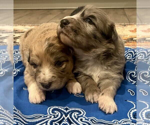 Medium Photo #2 Australian Shepherd-German Shepherd Dog Mix Puppy For Sale in CRAWFORD, CO, USA