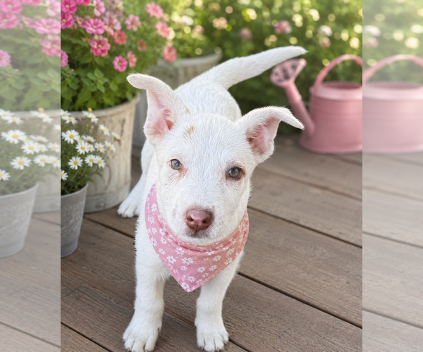 Medium Photo #2 Mutt Puppy For Sale in Phoenix, AZ, USA