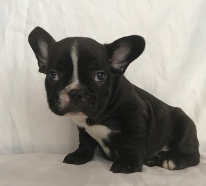 57 Top Images French Bulldog Puppies For Sale Costa Blanca : View Ad: French Bulldog Puppy for Sale near South Carolina ...