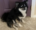 Small Photo #1 Alaskan Klee Kai Puppy For Sale in SAN TAN VALLEY, AZ, USA