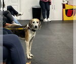 Small #20 Mutt