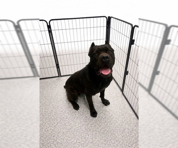 Medium Photo #1 Mutt Puppy For Sale in Westminster, MD, USA