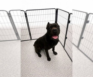 Mutt Dogs for adoption in Westminster, MD, USA