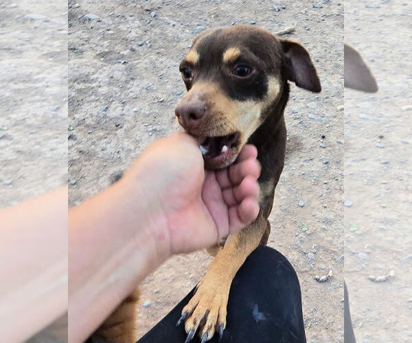 Medium Photo #1 Doxie-Pin Puppy For Sale in Peralta, NM, USA