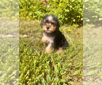 Small YorkiePoo