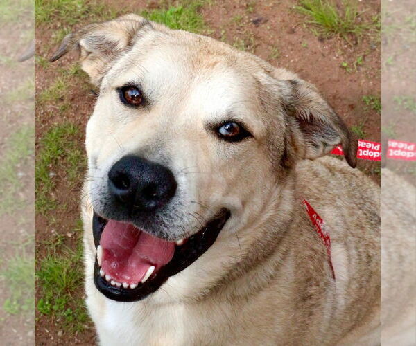 Medium Photo #13 Anatolian Shepherd-Unknown Mix Puppy For Sale in Canton, CT, USA