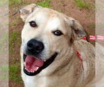 Small #12 Anatolian Shepherd Mix