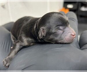 Maltipoo (Miniature) Dogs for adoption in San Bernardino, CA, USA