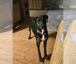 Small #2 Labrador Retriever Mix
