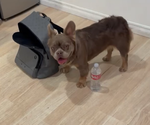 Small Photo #3 French Bulldog Puppy For Sale in ENCINO, CA, USA