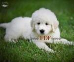 Small Photo #1 Pyredoodle Puppy For Sale in BOWLING GREEN, OH, USA