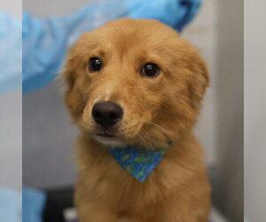 Labrador Retriever-Unknown Mix Dogs for adoption in San Antonio, TX, USA