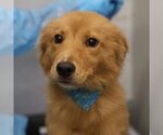 ELVIRA - Female Labrador Retriever-Unknown Mix Dog for Adoption - Small photo