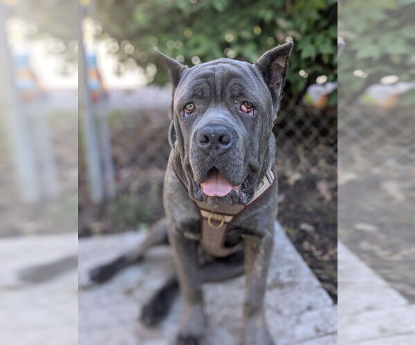 Medium Photo #1 Mutt Puppy For Sale in Muskegon, MI, USA